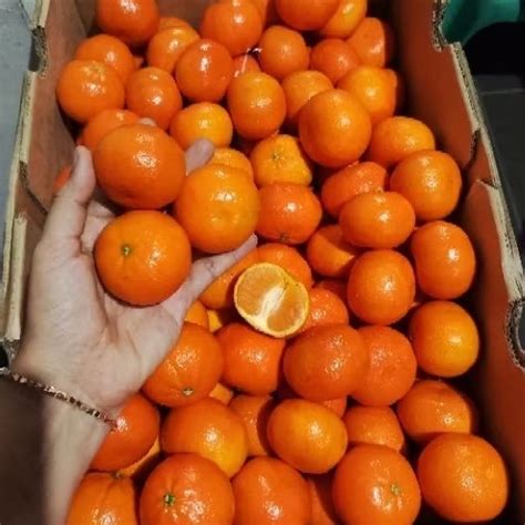 Jual Jeruk Tangold Mandarin Ausie Manis Seger Shopee Indonesia