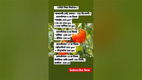 🍅🍅 टोमॅटो पिक नियोजन टोमॅटो शेतकरी Farmer शॉर्ट्स Viral सोयाबीन कापूस मकापिकाबद्दल