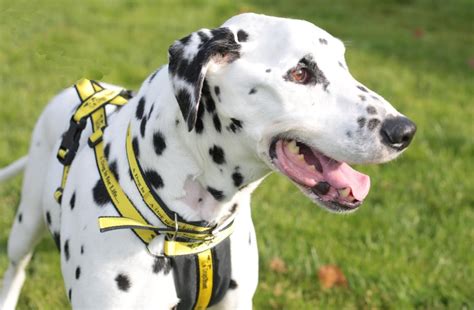 Adopt A Dog Millar Dalmatian Dogs Trust Dog Adoption Dogs Trust