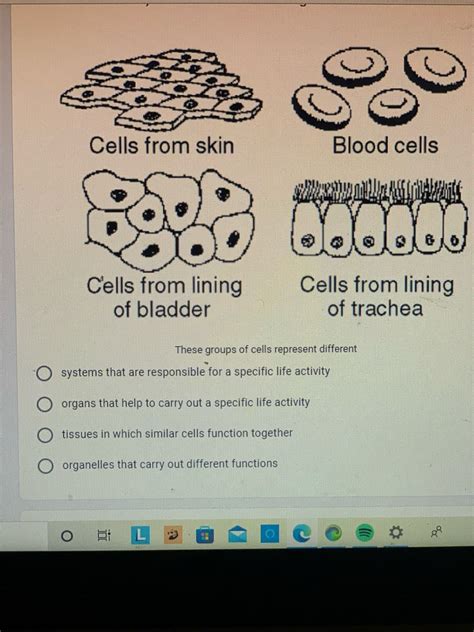 Answered Cells From Skin Blood Cells Cells From Bartleby