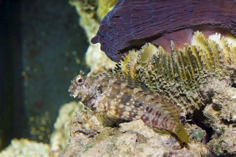 Lawnmower Blenny: The Chameleons Of Aquariums - Aquariadise