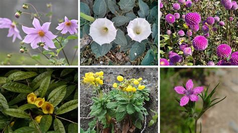 30 EspÉcies De Flores Para IdentificaÇÃo 💕plantas Flores Jardinagem Paisagismo Youtube