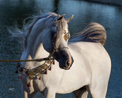 Arabian Horse Gallery Equine Photography By Suzanne Inc Beautiful