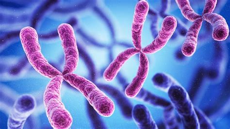 Sex Chromosomes Influence Gene Regulation Technology Networks