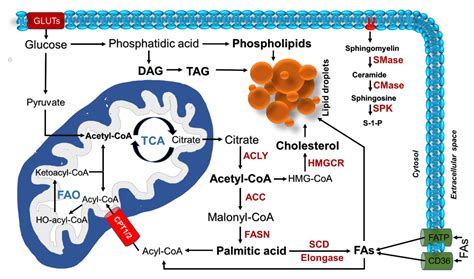 Cells Free Full Text Reprogramming Of Lipid Metabolism In Lung