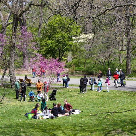 Lilac Sunday At The Arnold Arboretum