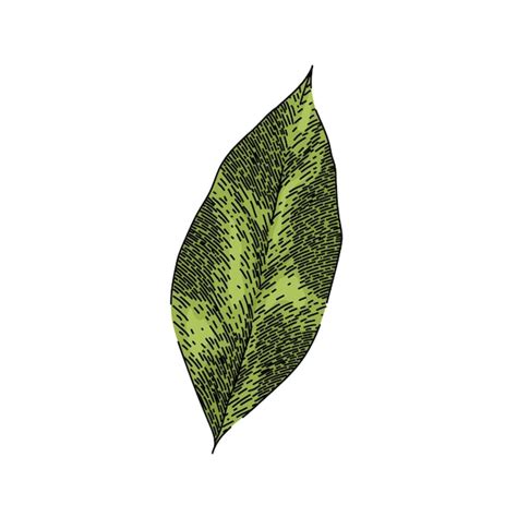 Premium Vector Bay Leaf Herb Spice Sketch Hand Drawn Vector