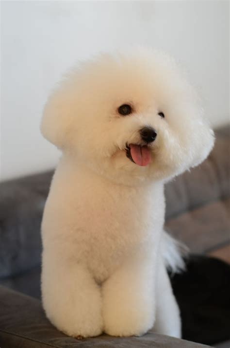 Bichon Frise Lovers Club | Bichon frise puppy, Bichon dog, Bichon frise ...