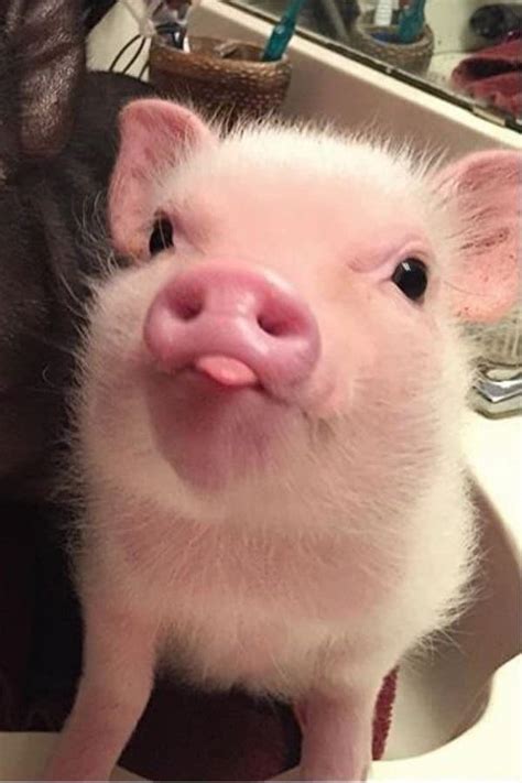 Baby pigs for the win : r/aww