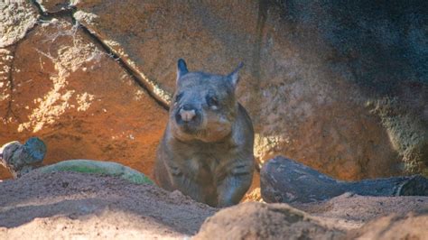 Wombat Fact Sheet Blog Nature Pbs