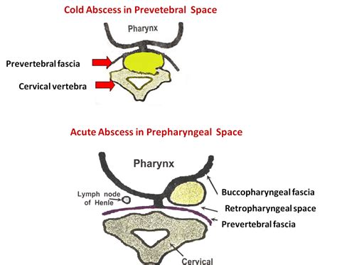 Deep Cervical Fascia – Anatomy QA