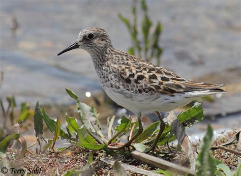 Least Sandpiper - South Dakota Birds and Birding