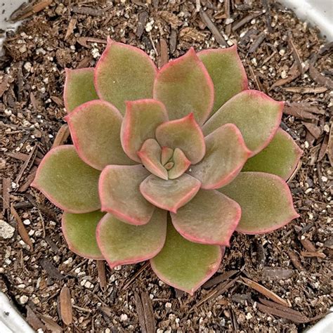 Echeveria Aruba Comprar Em Suculentas Da Pri