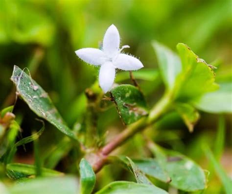 How To Identify The Most Common Florida Weeds Lawnworx