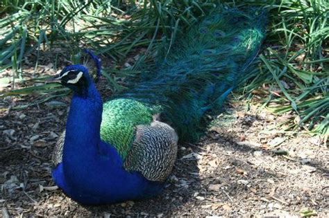 Peacocks At The Arboretum Picture Of Los Angeles County Arboretum