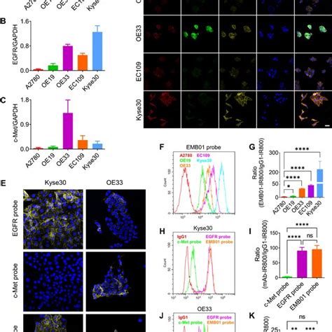 Complementary Expression Of Egfr And C Met In Mlns Of Escc And Eac A