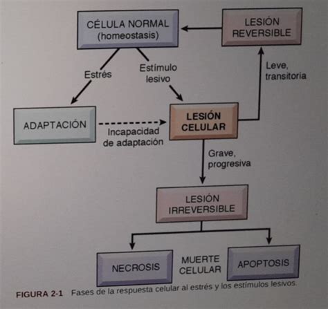 Fichas De Aprendizaje Lesion Y Muerte Celular Quizlet