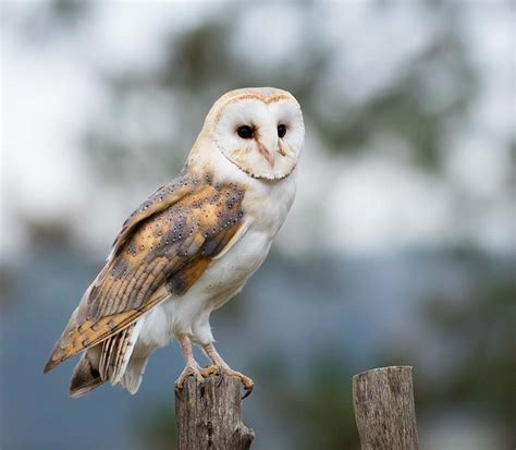 Barn Owl Facts for Kids - The Facts Vault