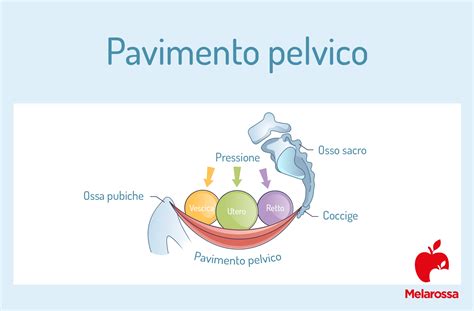 Pavimento Pelvico Cos E Perch Importante