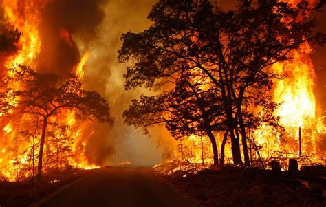 Langkah Langkah Pencegahan Kebakaran Hutan Nationalfiretraining