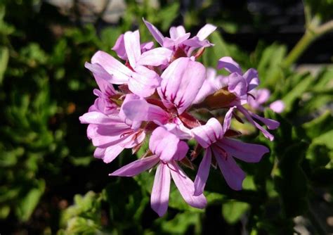 Vente De Geranium Citronelle En Pot P Pini Res Quissac