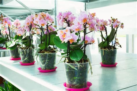 Cuidados De Las Orqu Deas Phalaenopsis Jardinatis