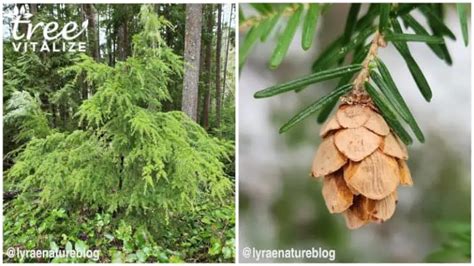 10 Different Types of Hemlock Trees & Identifying Features