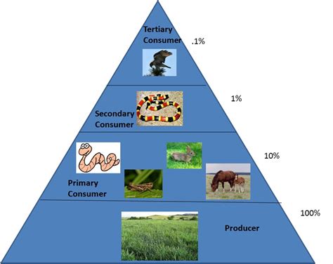 Food Pyramid Food Chain