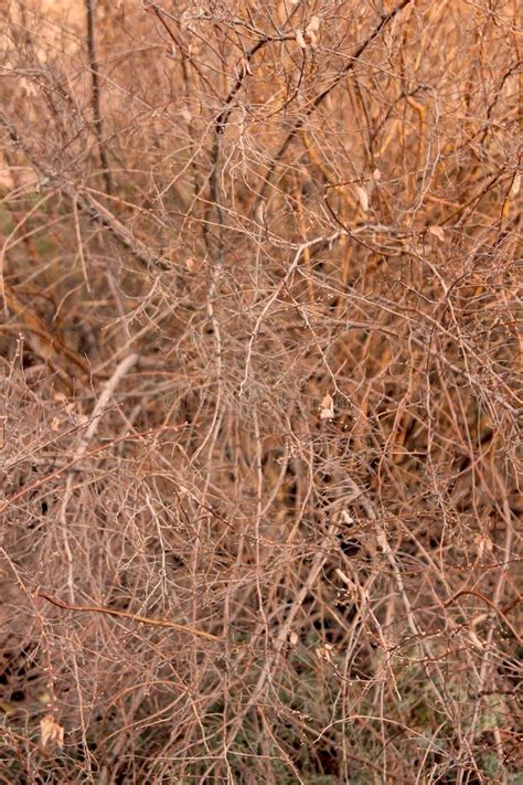 dry branches   bush stock image image  greece