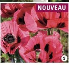 Red Flowers With The Words Nouvelleau Written In English And French On