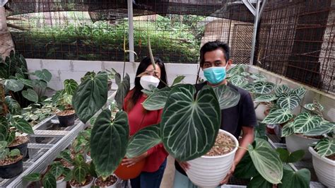 Hybrid Anthurium Kuping Gajah Papillilaminum Ardian Plants Youtube