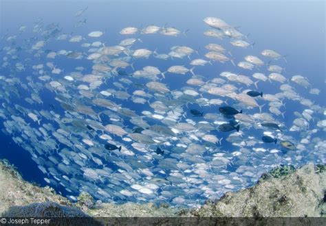 Photographing Reflective Fish