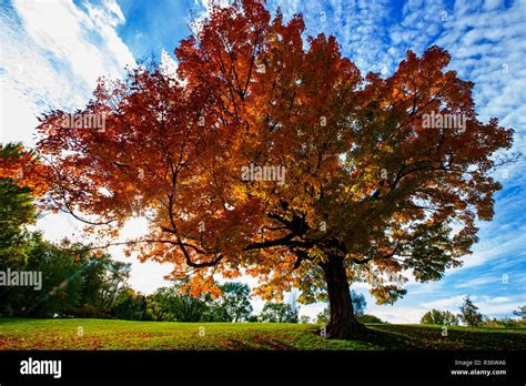 sugar maple tree fall Stock Photo - Alamy