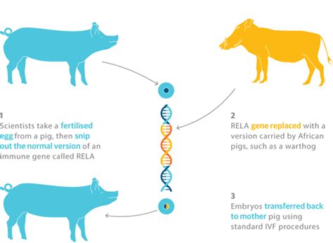 《卫报》：英国的基因组编辑猪将在5到10年商业化 生物探索