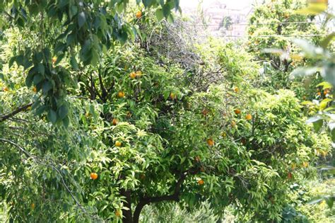 Orange tree with fruits stock photo. Image of tree, fruits - 305664694