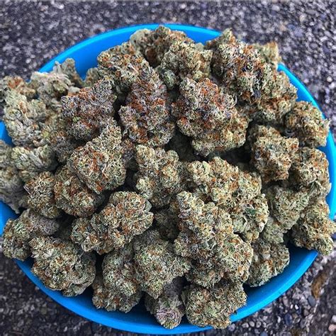 Chocolope Sativa Strain Buy Organic Chocolope Kush Online Killer