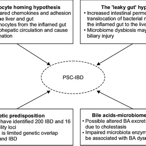 Possible Hypothesis Linking Primary Sclerosing Cholangitis Psc And Download Scientific