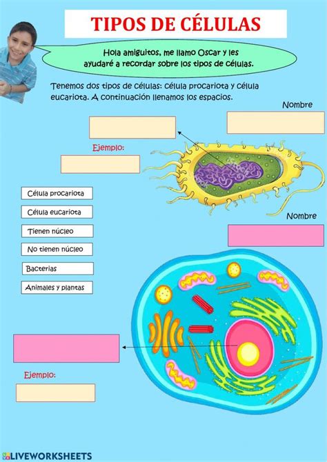 Ficha Interactiva De La Célula Para 4to Grado Puedes Hacer Los Ejercicios Online O Descargar La