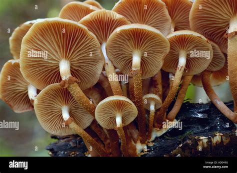 Kuehneromyces Mutabilis Pholiota Mutabilis Or Changeable Pholiota Stock