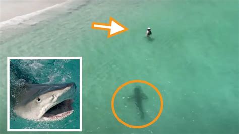 Giant Tiger Shark Caught On Footage By A Drone Just Metres From Bathing