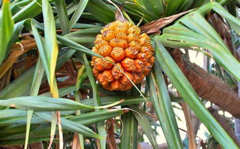 Top 60 Pandanus Fruit Stock Photos, Pictures, and Images - iStock