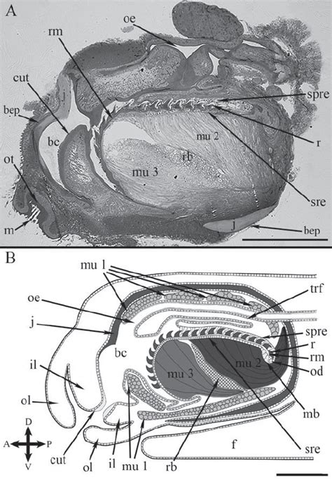 General morphology of the buccal complex. A — semi-thin sagittal ...