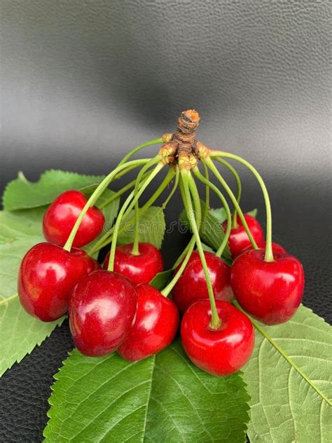 A Large Branch Of Cherry Berries On A Gray Background Many Ripe