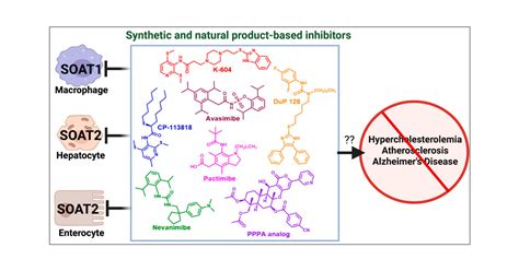 Targeting Sterol O Acyltransferase Acyl CoA Cholesterol Acyltransferase