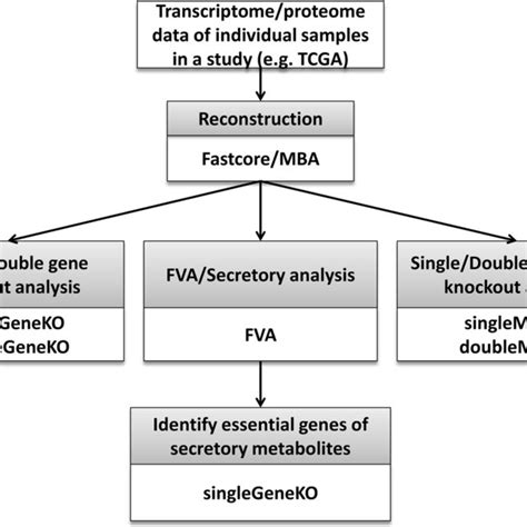 Flowchart Of Personalized Genome Scale Knockout Analysis Of