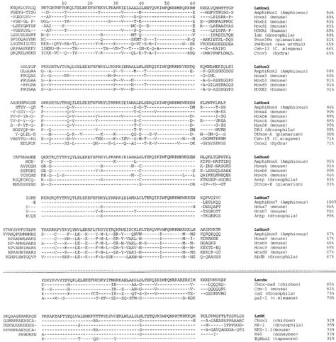 Sequence Alignments Of Homeodomains And Flanking Sequences Encoded By