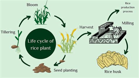 Rice life cycle, emphasizing rice husk residue. | Download Scientific ...