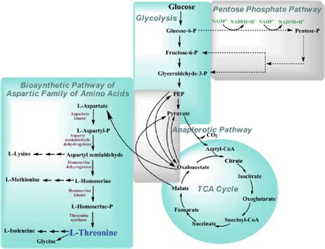 1 The Biosynthesis Pathway Of L Threonine The Pathway Consists Of