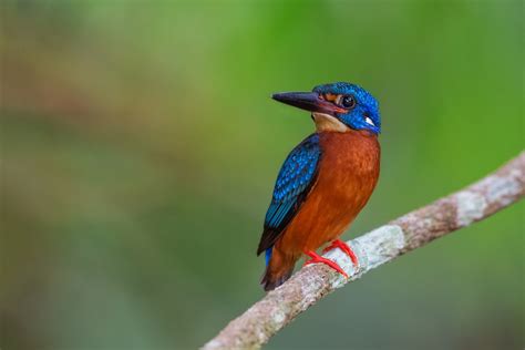 THE BLUE-EARED KINGFISHER