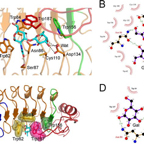 Molecular Architecture Of The Glycan Binding Site Of Vlrb Agpa 23 A